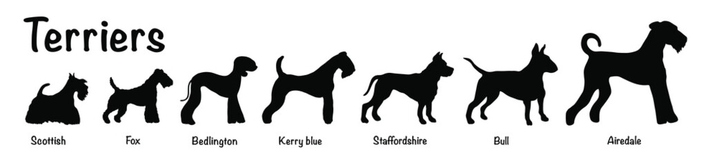 Vector isolated silhouette of seven terriers dogs on white background. Seven terriers