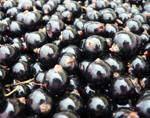 Black currant background. Macro photography. 