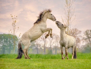 Two Konik stallions rearing and fighting, they are part of a free-range herd of the Polish primitive horse breed live in nature reserve De Rug, Meuse, Roosteren, Netherlands  © kathomenden