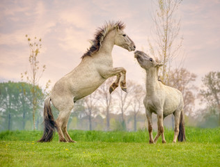 Two Konik stallions rearing and fighting, they are part of a free-range herd of the Polish primitive horse breed live in nature reserve De Rug, Meuse, Roosteren, Netherlands 