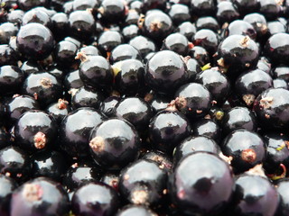 Black currant background. Macro photography. 