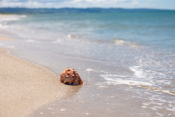 砂浜と貝殻