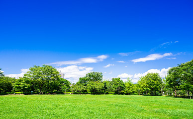 青空と緑の公園