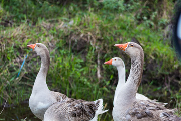 Greylag Geese (Anser Anser) walking around the nature