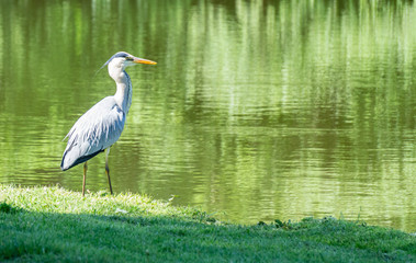 Heron at a lake