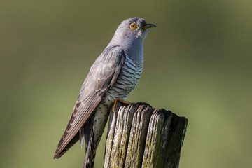 Common Cuckoo (Cuculus canorus)