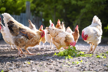 A group of chickens eating green grass in the yard from the feeders