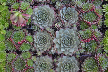 miniature home flowers succulents and cacti