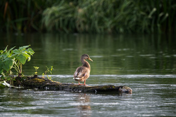 nature, wild duck sits on a log that floats on the river