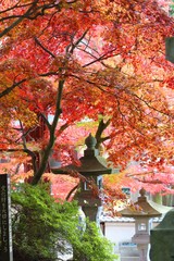 染まったモミジ