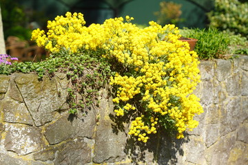 Gelbe Mauerblümchen
