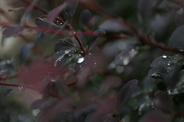 drops water leaves red bush freshness after rain