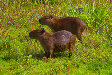 Zwei Carpinchos (Capybara), die größten heute lebenden Nagetiere im Nationalpark El Palmar in Argentinien