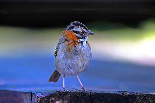 Morgenammer/ Rostscheitelammer im Nationalpark El Palmar in Argentinien