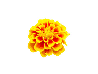 French marigolds flower,Orange flowers isolated on white background with clipping path