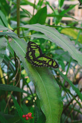 Butterfly Perfection on Leaf