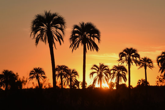 Yatay-Palmen im Nationalpark El Palmar in Argentinien