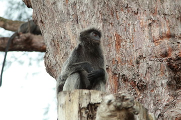 Malaysia, Monkey, lizard, Azia, island 