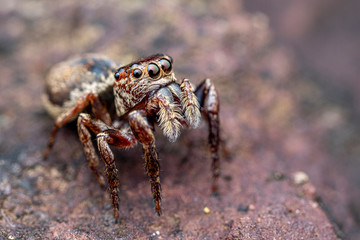 Female Wallace's euryattus, Euryattus wallacei, a brown jumping spider from tropical north Queensland, Australia