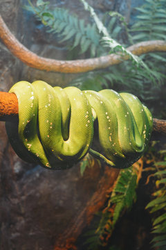 Green Snake