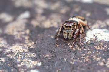 Female Wallace's euryattus, Euryattus wallacei, a brown jumping spider from tropical north Queensland, Australia