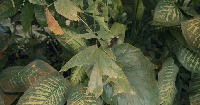 Black Butterfly, Longwing, flying and sitting on a leaf in Vienna's Butterfly House, Austria