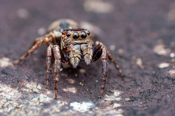 Female Wallace's euryattus, Euryattus wallacei, a brown jumping spider from tropical north Queensland, Australia
