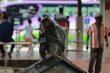 summer, vacation, nature, beach, Malaysia, Asia