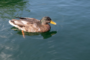 Mallard Duck