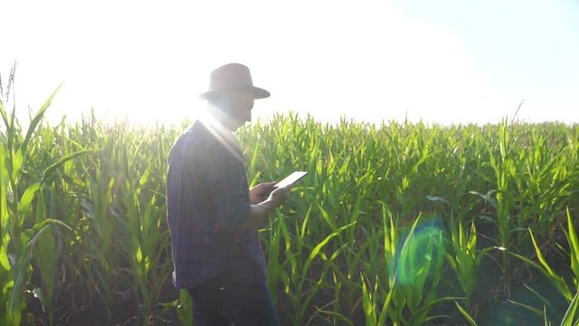 smart farming concept. man slow motion video agronomist holds tablet touch pad computer in the corn field is studying and examining crops before harvesting. Agribusiness concept. male farmer orking in