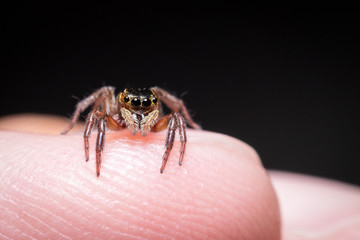 Spiders jump on the fingers without poison and do not harm humans. There are many eyes staring at...