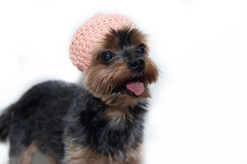 Yorkshire Terrier dog in a knitted hat on a white background. Little dog isolated on a white background. Sheared dog. A pet.