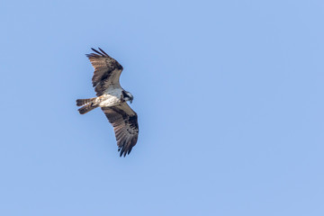 Osprey (Pandion haliaetus)