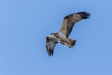 Fototapeta premium Osprey (Pandion haliaetus)