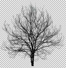 Silhouette dead tree without leaves isolated on transparent background. Clipping path included