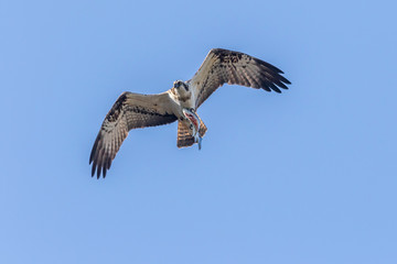 Osprey (Pandion haliaetus)