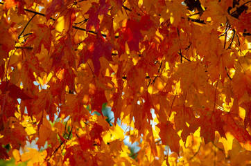 Golden leaves