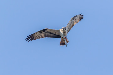 Fototapeta premium Osprey (Pandion haliaetus)