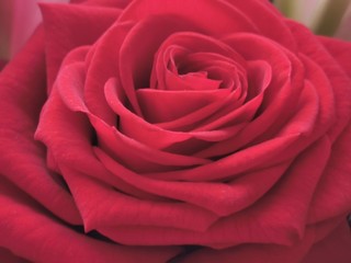 red rose on black background