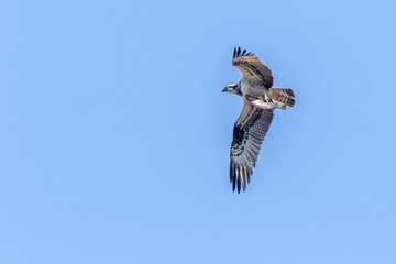 Osprey (Pandion haliaetus)