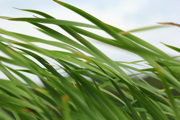 Closeup of waving scirpus ( Cyperaceae (the sedges)),  club-rush or bulrush or deergrass or grassweed © Free_styler