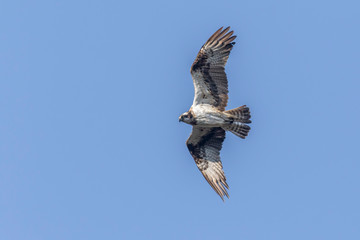 Osprey (Pandion haliaetus)