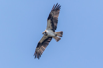 Osprey (Pandion haliaetus)