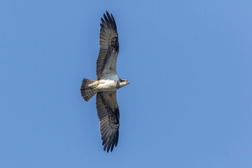 Osprey (Pandion haliaetus)