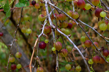 gooseberry currant on a branch of a bush during summer on the local farm of Ontario, Canada horizontal orientation