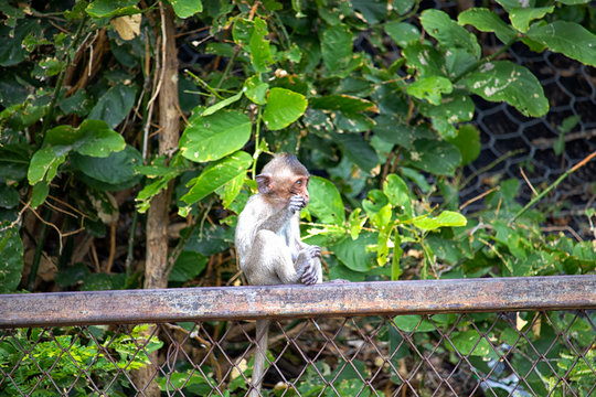 The scenery of the mother and the baby monkey on the background of the cliff in the big forest