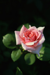 pink rose in the garden