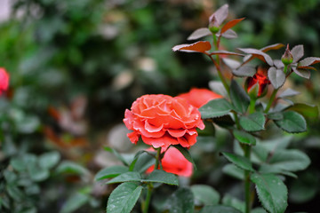 Beautiful pink climbing roses in spring in the garden