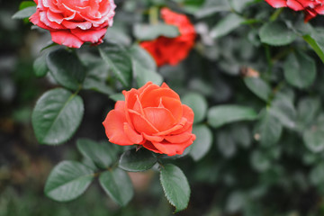 Beautiful pink climbing roses in spring in the garden