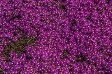 purple flower background